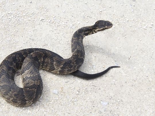 cottonmouth or water moccasin