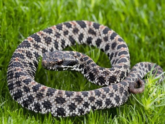 pygmy rattlesnake